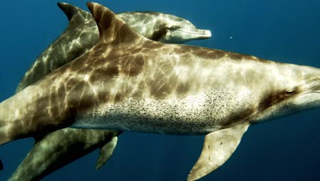 Vista-De-Cerca-De-Hermosos-Delfines-Nadando-Bajo-El-Océano-Azul-Con-Reflejos-De-La-Luz-Del-Sol-Rompiendo-En-La-Superficie-Del-Agua