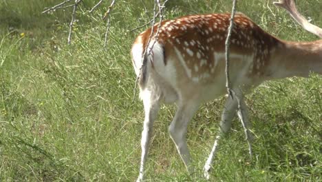 grazing deer in a nature area