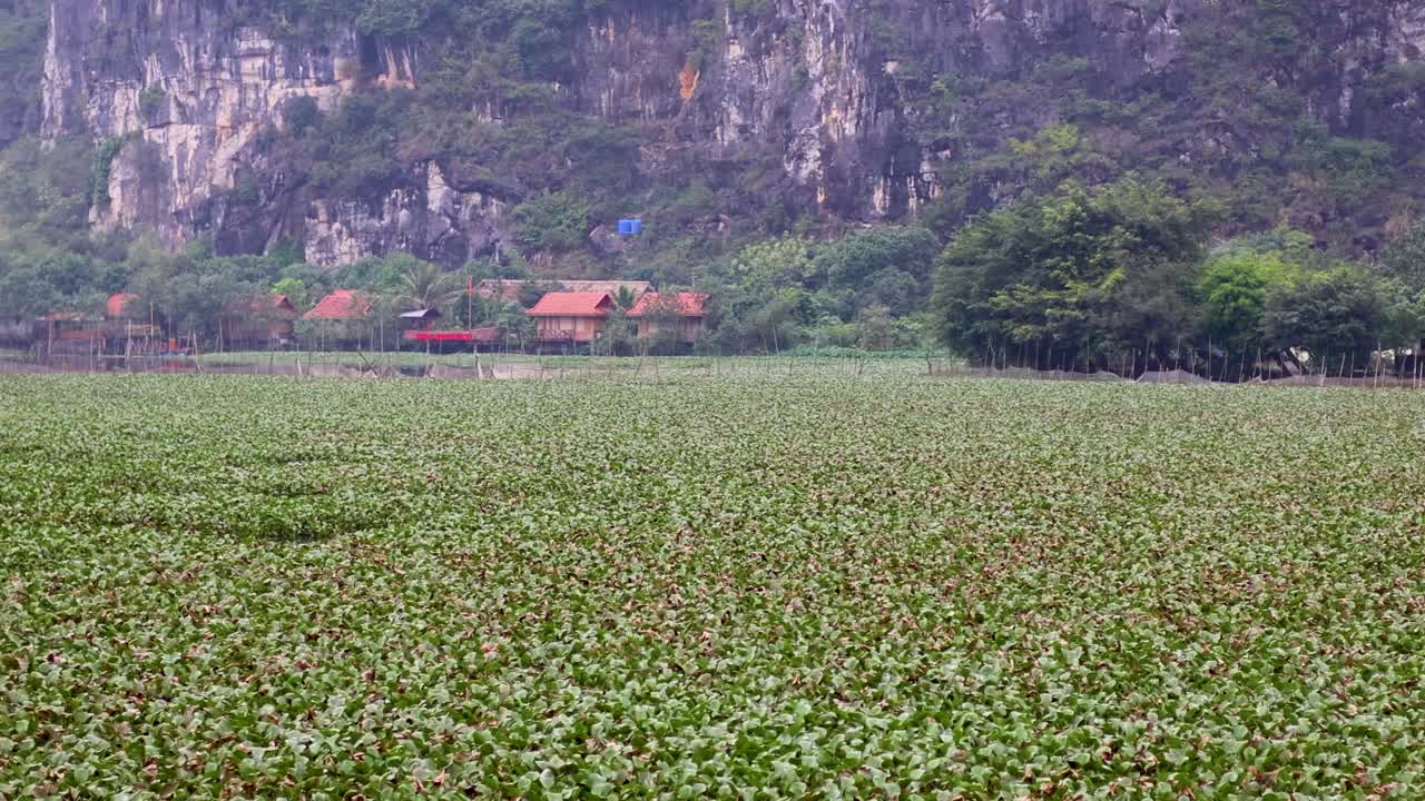 뒷면 에 산 들 이 있는 울창 한  들