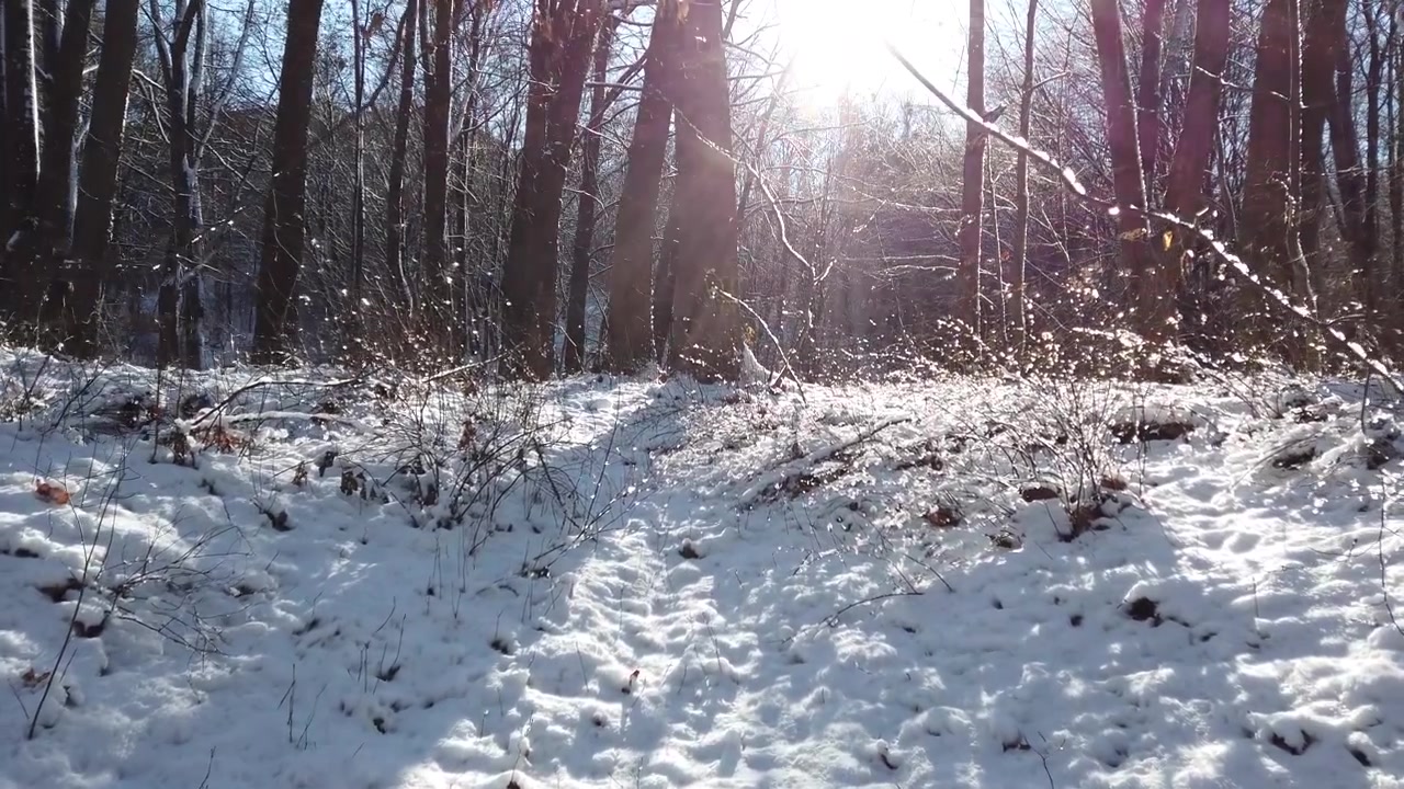 Vinterskog. Snø og sol