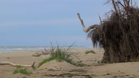 idyllic view of empty baltic sea coastline, steep seashore dunes damaged by waves, white sand beach, broken pine tree roots in foreground, coastal erosion, climate changes, medium shot