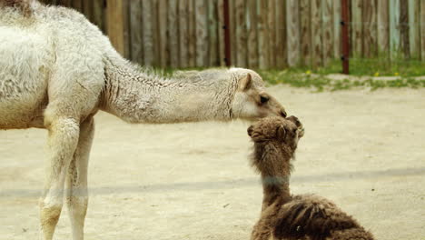 Mother-and-calf-dromedary-camels-showing-affection,-wide-shot