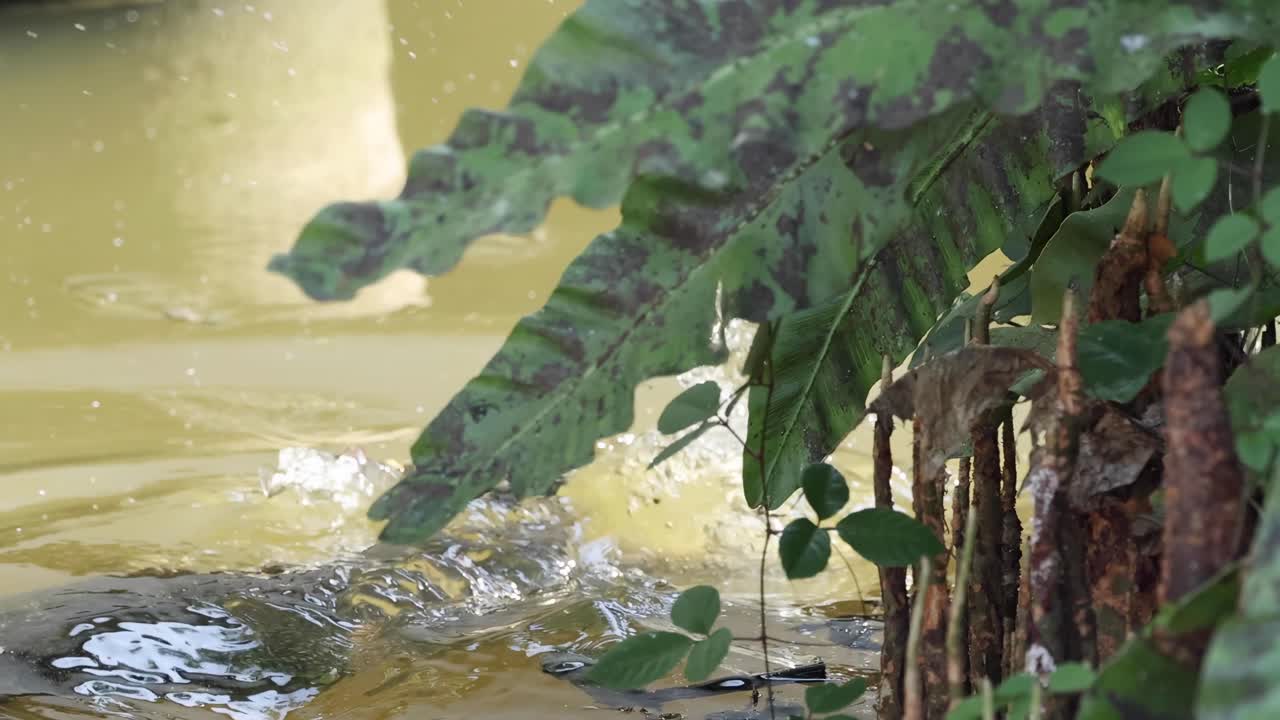 A monitor lizard swims near lush foliage, creating ripples and splashes in the water.