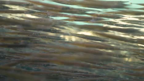 detail of a school of tube snout in the shallow waters of the pacific northwest