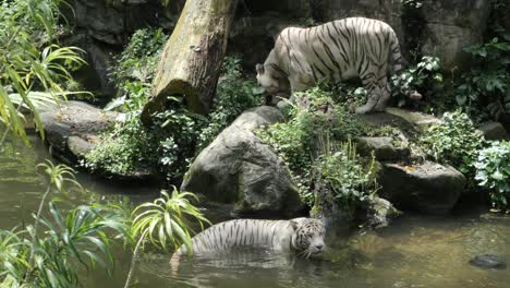 Paar-Weiße-Tiger-Ruhen-Sich-Im-Dschungel-Aus,-Hochwertiges-Foto