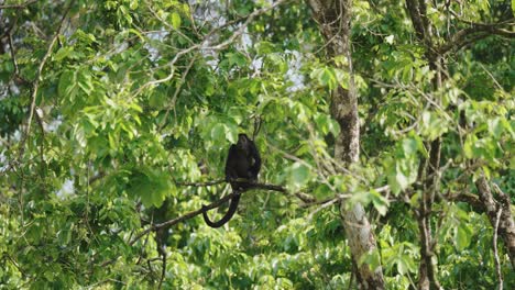 mantled howler howling while sitting on tree branch in costa rica