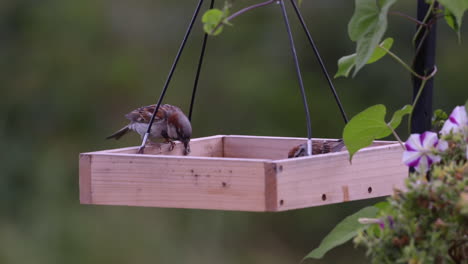 Pequeño-Pájaro-Comiendo-En-Un-Comedero-Estilo-Bandeja-En-Maine