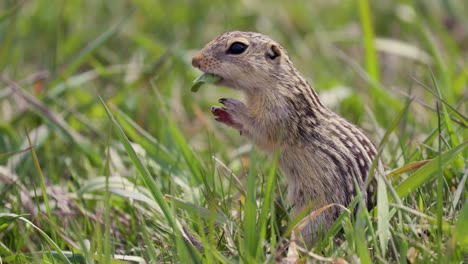 a thirteen-lined ground squirrel munching on a leaf in 4k