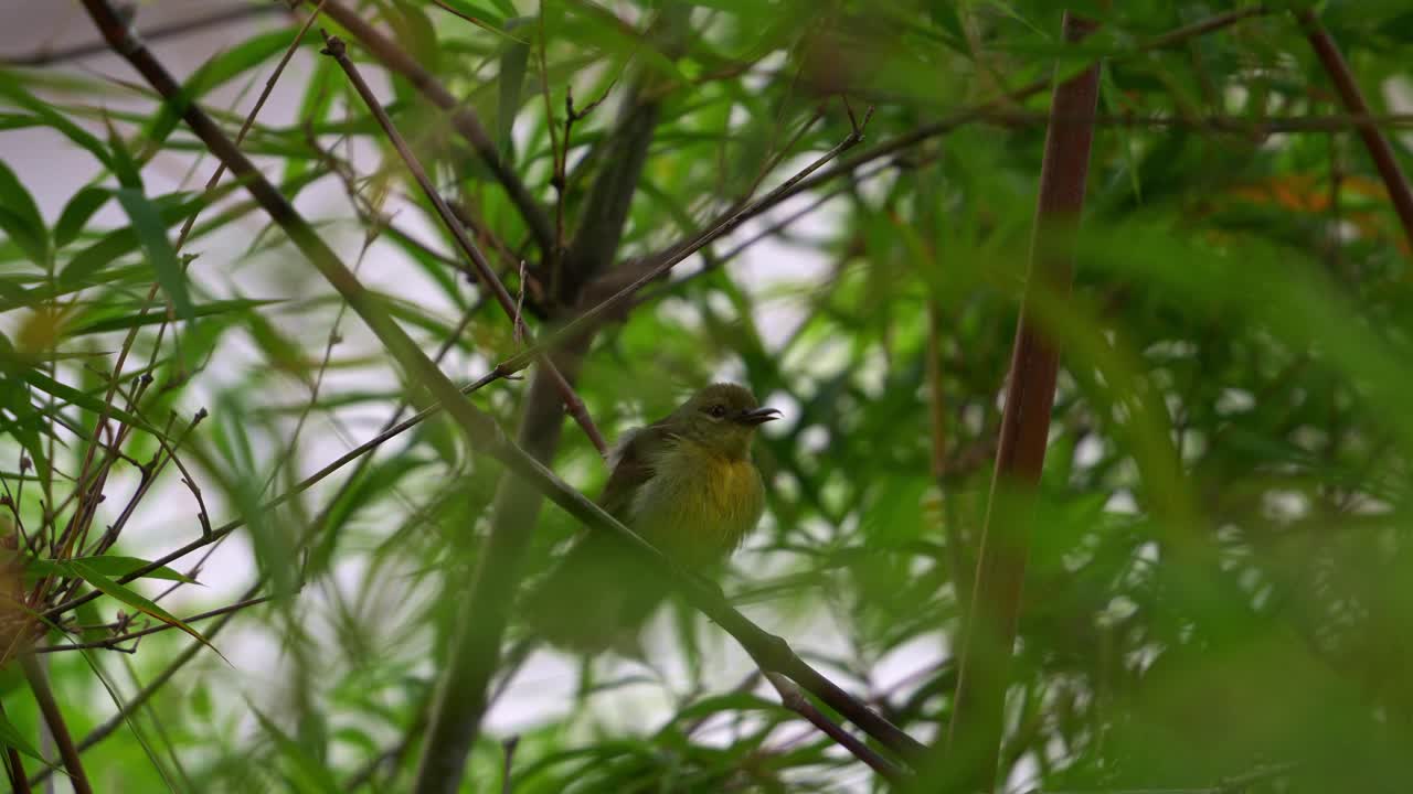 아름다운 암 새는 대나무 숲의 가지에 앉아서 자연 서식지에서 털을 고 정리합니다.