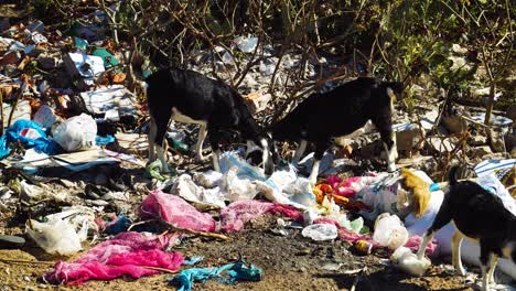 goats search food and eat from garbage dumps