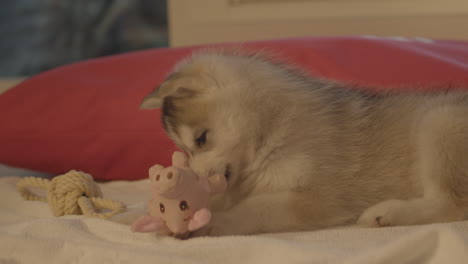 little husky dog plays with a purple pig toy and rope tied in a knot