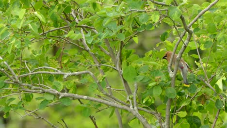 Small-colourful-bird-jumping-from-branch-to-branch-on-a-cloudy-day-in-the-spring-in-Canada