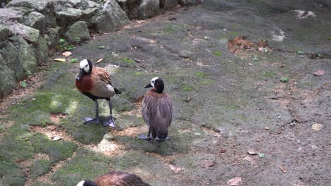 Eine-Gruppe-Wilder-Gänse-Geht-Spazieren