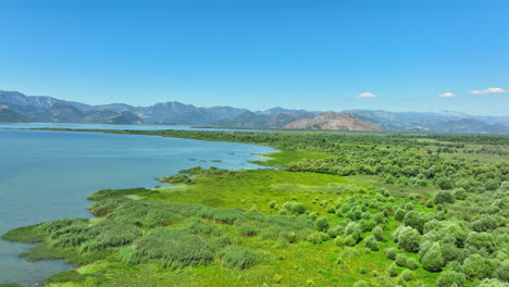 establishing drone shot of nature in skadar lake national park, summer in montenegro