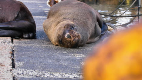 Niedlicher-Seehund,-Der-In-Einem-Hafen-In-Kapstadt-In-Die-Kamera-Blickt