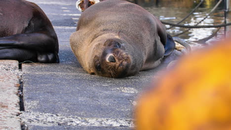 linda foca mirando a la cámara en un puerto de ciudad del cabo