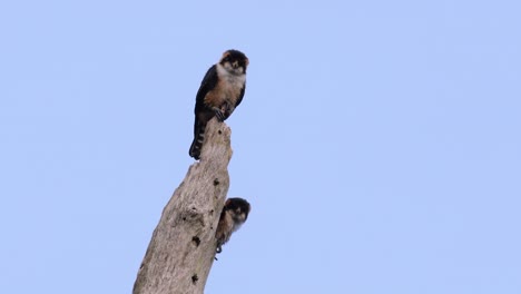 El-Falconet-De-Muslo-Negro-Es-Una-De-Las-Aves-Rapaces-Más-Pequeñas-Que-Se-Encuentran-En-Los-Bosques-De-Algunos-Países-De-Asia