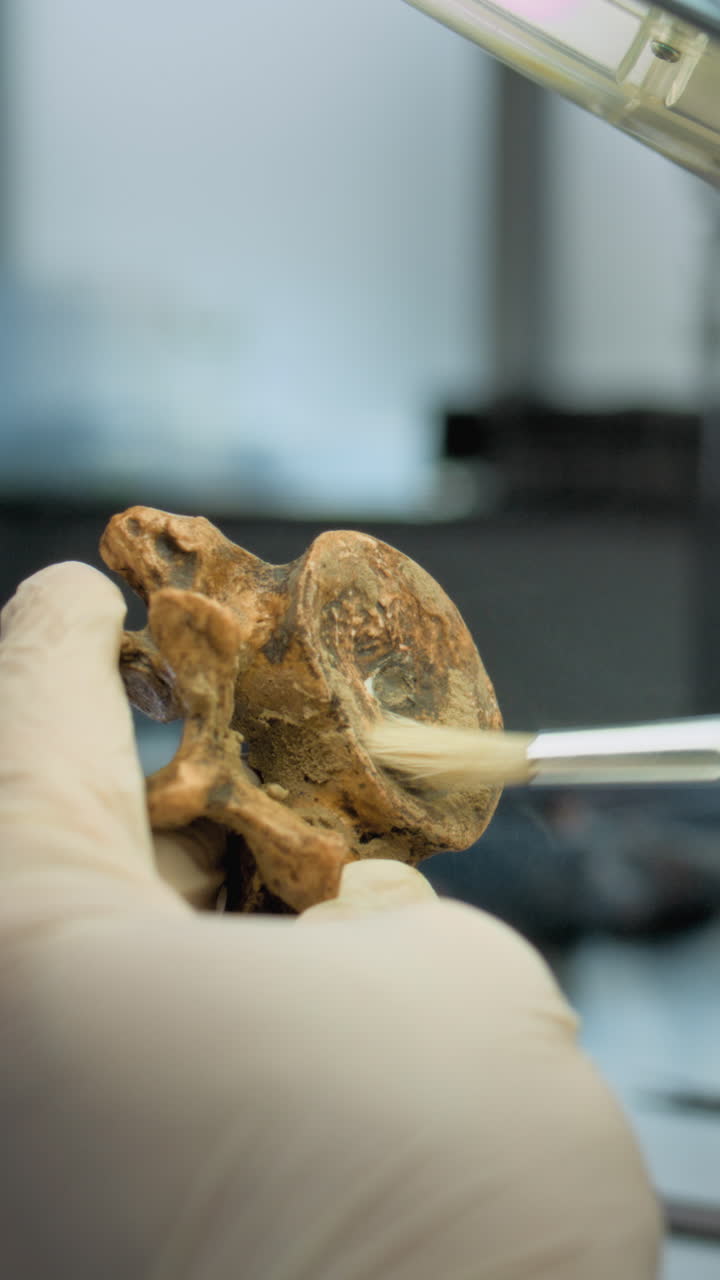 Cleaning and Conservation of an Ancient Vertebra