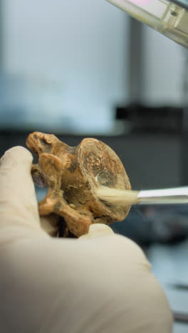 cleaning and examining a vertebra