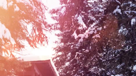 mancha de luz sobre árboles cubiertos de nieve y casa en el paisaje de invierno
