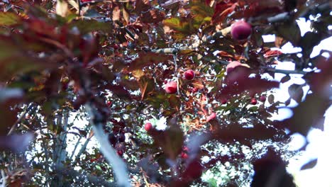 Filmaufnahmen-Von-Roten-Reifen-Pflaumen-An-Einem-Baum-Mit-Roten-Blättern-An-Einem-Sonnigen-Tag