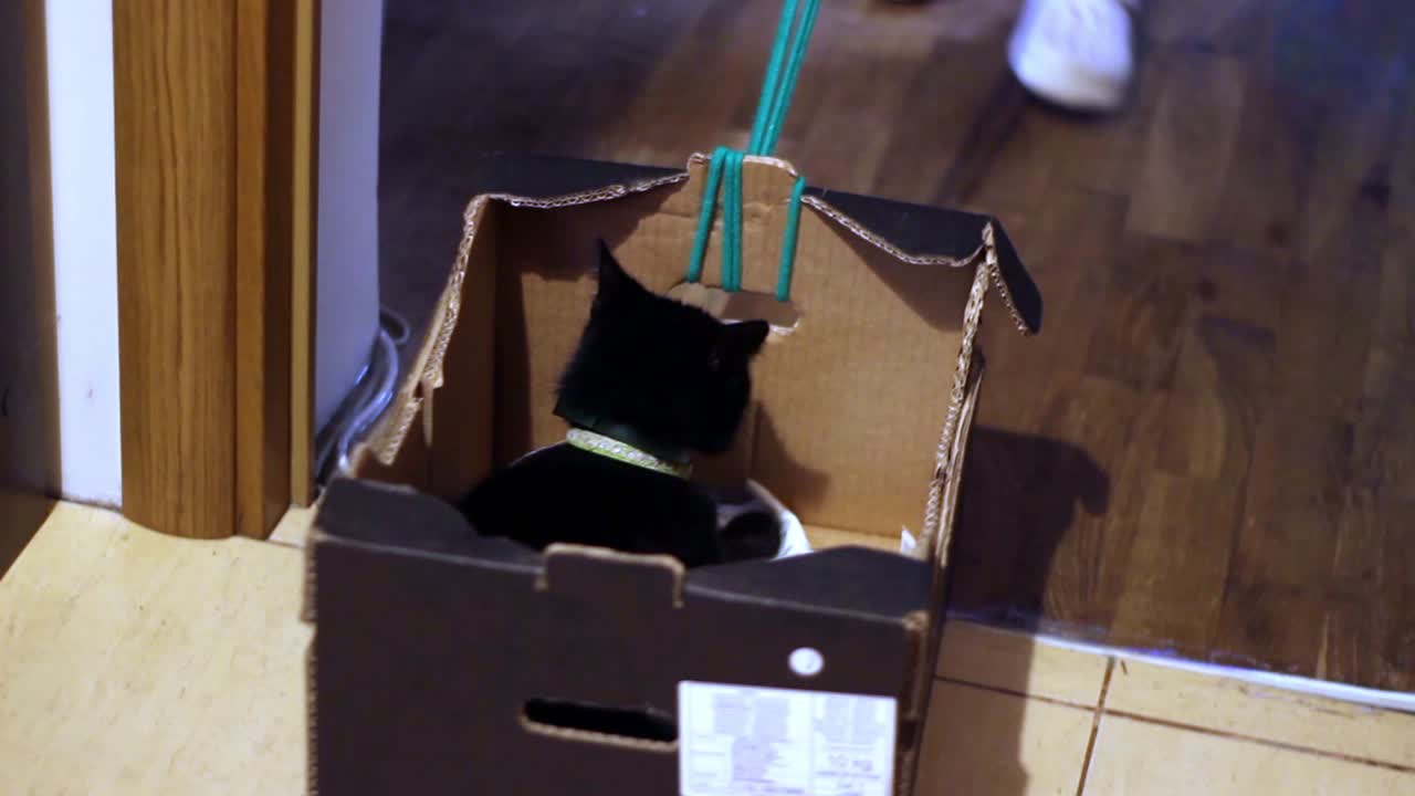 검은 고양이는 상자에서 여행