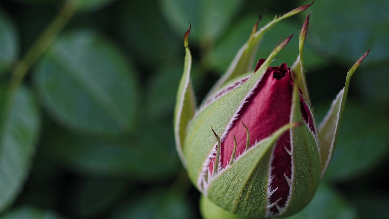 Time-lapse di un bocciolo di rosa rossa che si apre in un giardino