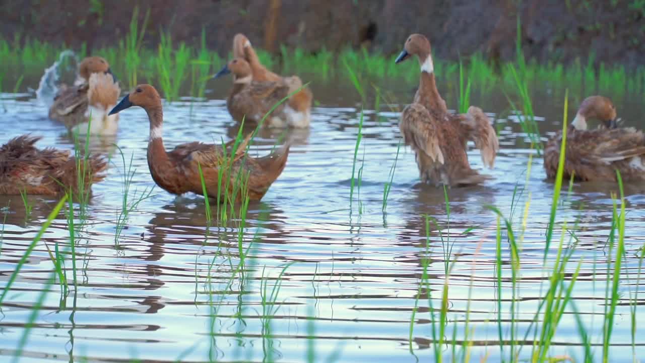 Ducks are bathing in the pond