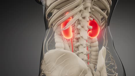 ilustración médicamente exacta de los riñones