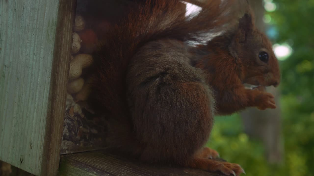 primer plano de una ardilla rojadora comiendo rápidamente cacahuetes en la casa de nueces primer plano