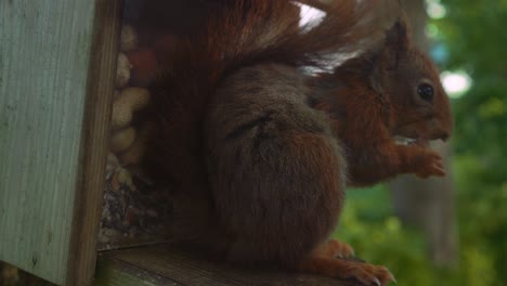 Close-up-of-red-rodent-squirrel-eating-quickly-peanut-at-nut-house-closeup