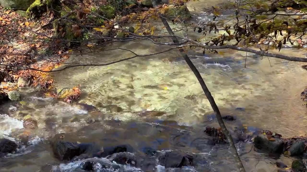 Beautiful clean river running through forest