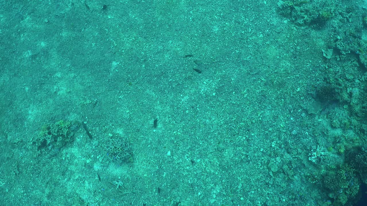 세계적인 경고와 자연 재해의 결과로 죽은 산호초