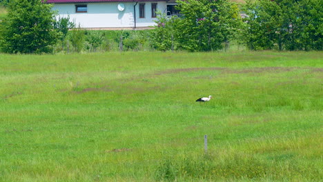 Una-Cigüeña-Solitaria-Caminando-Por-Un-Campo-Verde-Y-Exuberante-Cerca-De-Una-Casa-Blanca-Con-Una-Antena-Parabólica,-Capturando-Una-Escena-Rural-Tranquila