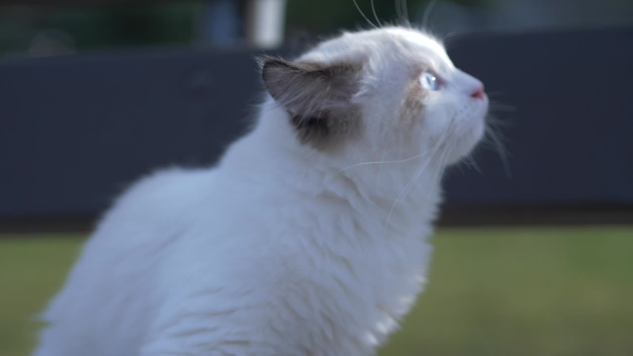 gatto bianco che puzza intorno al sole di fronte al prato zoom telefoto tracciamento bersaglio