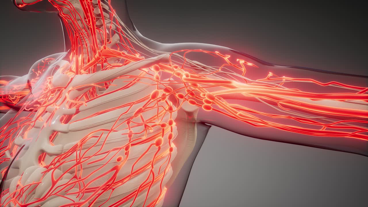 인체의 혈관