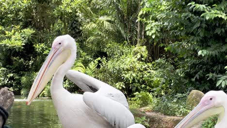 Zwei-Große-Weiße-Pelikane,-Pelecanus-Onocrotalus,-Spielen-Am-Ufer,-Putzen-Und-Pflegen-Sich-Am-Ruhigen-Nachmittag-Bei-Den-Singapur-flusswundern,-Safari-zoo,-Mandai-reservat,-Nahaufnahme