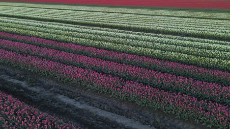 Filas-De-Tulipanes-De-Colores-Brillantes-En-Primavera-En-Holanda,-Flores-De-Lilieae