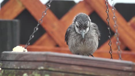 Wet Blue Jay swing on bird feeder in slow motion
