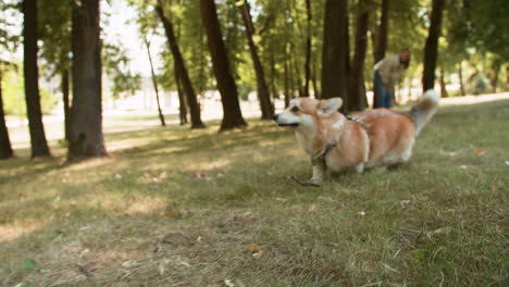 woman with dog at the park