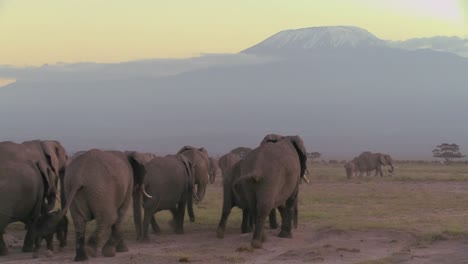 非洲大象群在坦桑尼亞的安博塞利國家公園 (amboceli national park) 遷徙