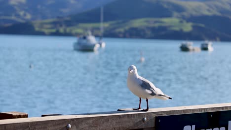 a seagull stands on a dock with boats and hills in the background, under bright daylight