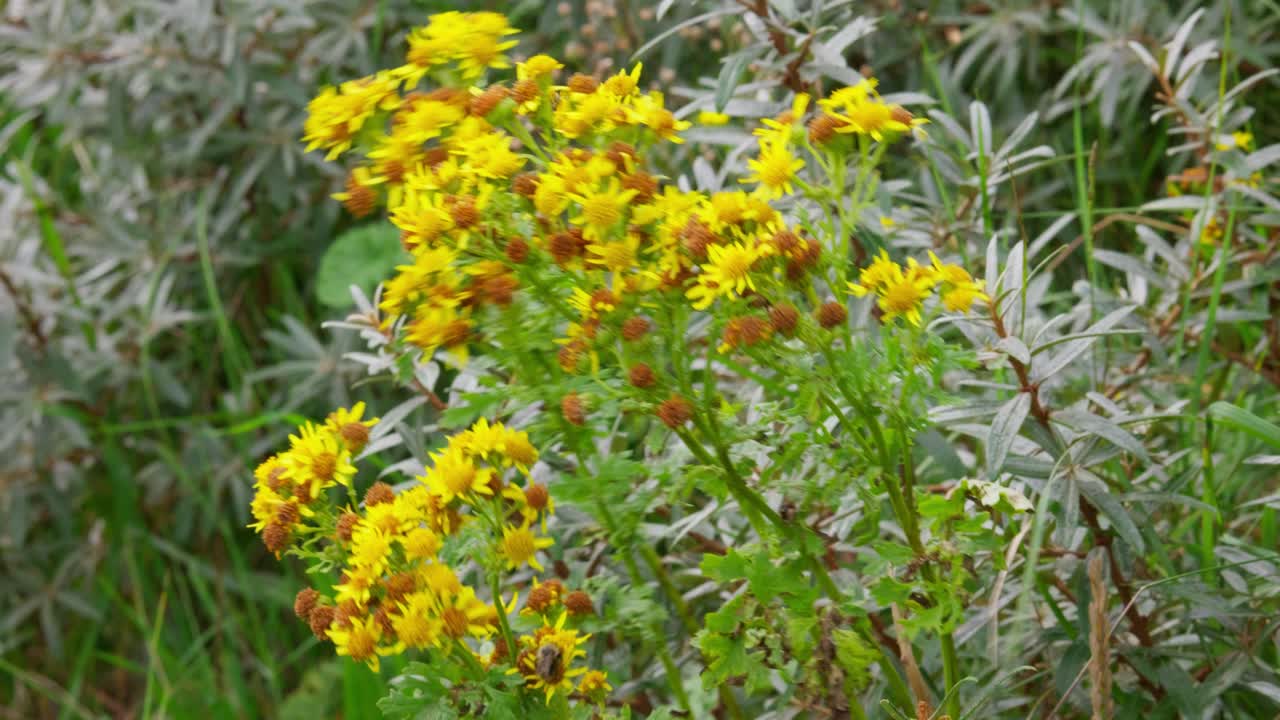 Yellow flowers of ragwort, panoramic view, Jacobaea vulgaris