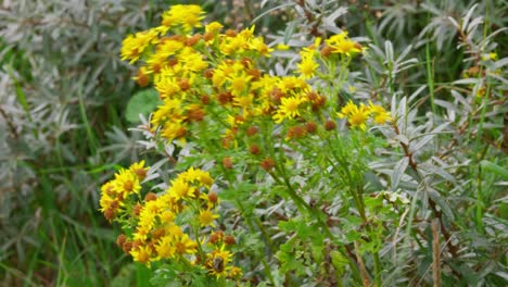 gelbe blüten von ragwort, panoramablick, jacobaea vulgaris