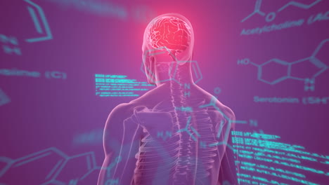 animación de fórmulas químicas y procesamiento de datos sobre el cuerpo humano giratorio