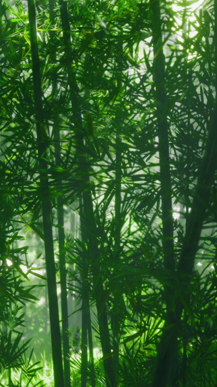 Bamboo forest with dense green foliage and soft light in the background