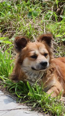 dog lying on grass next to pavement