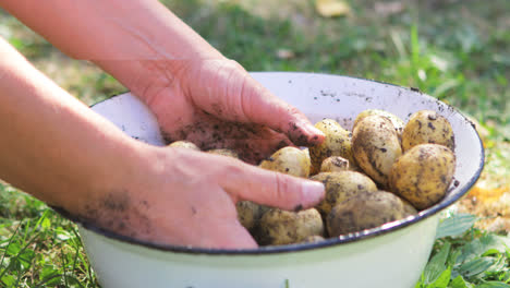 close-up of woman hands washing potatoes in garden