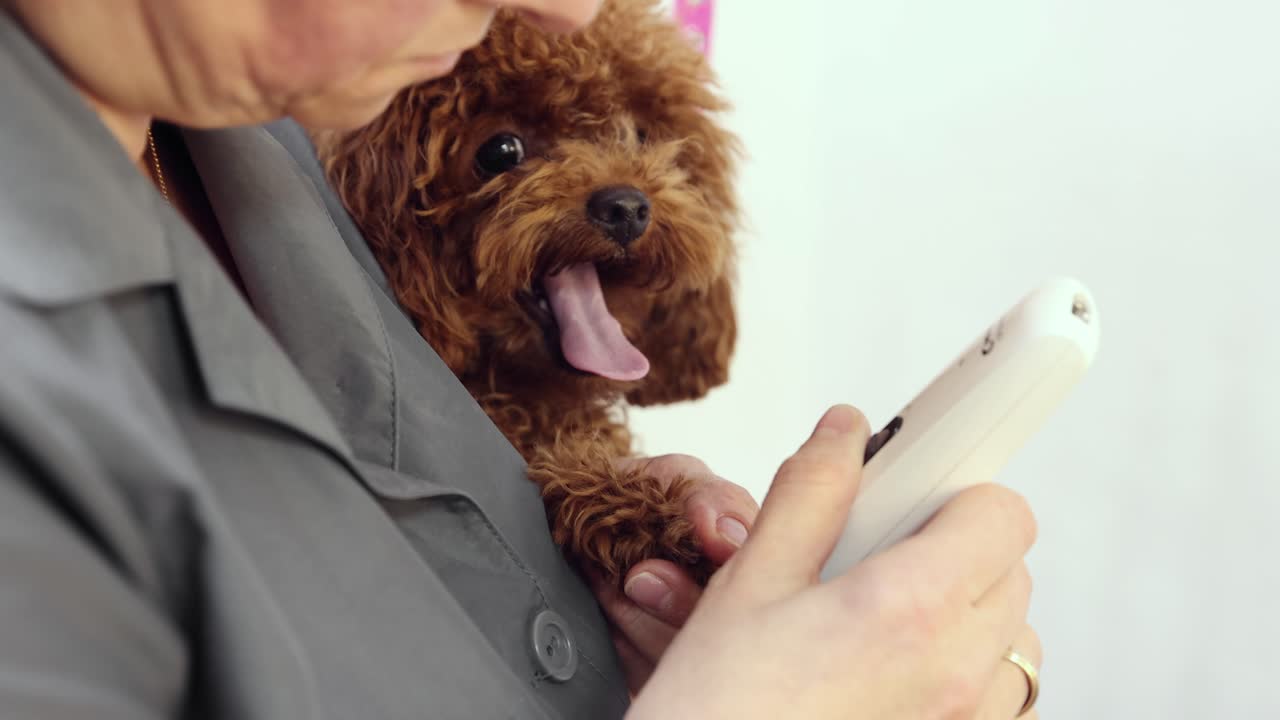 푸들 을 정리 하는 것