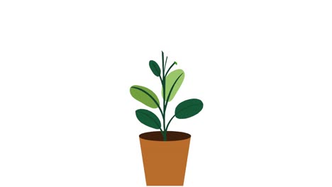 Plant-with-9-leaves-grows-and-germinates-in-terracotta-pot-on-white-background